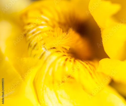 Fototapeta Naklejka Na Ścianę i Meble -  Yellow iris flower