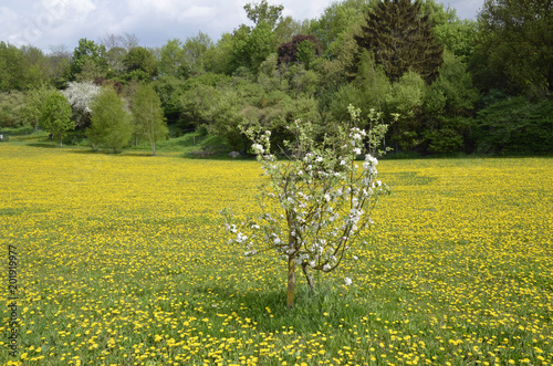 Fototapeta Naklejka Na Ścianę i Meble -   rheinhessen im frühling