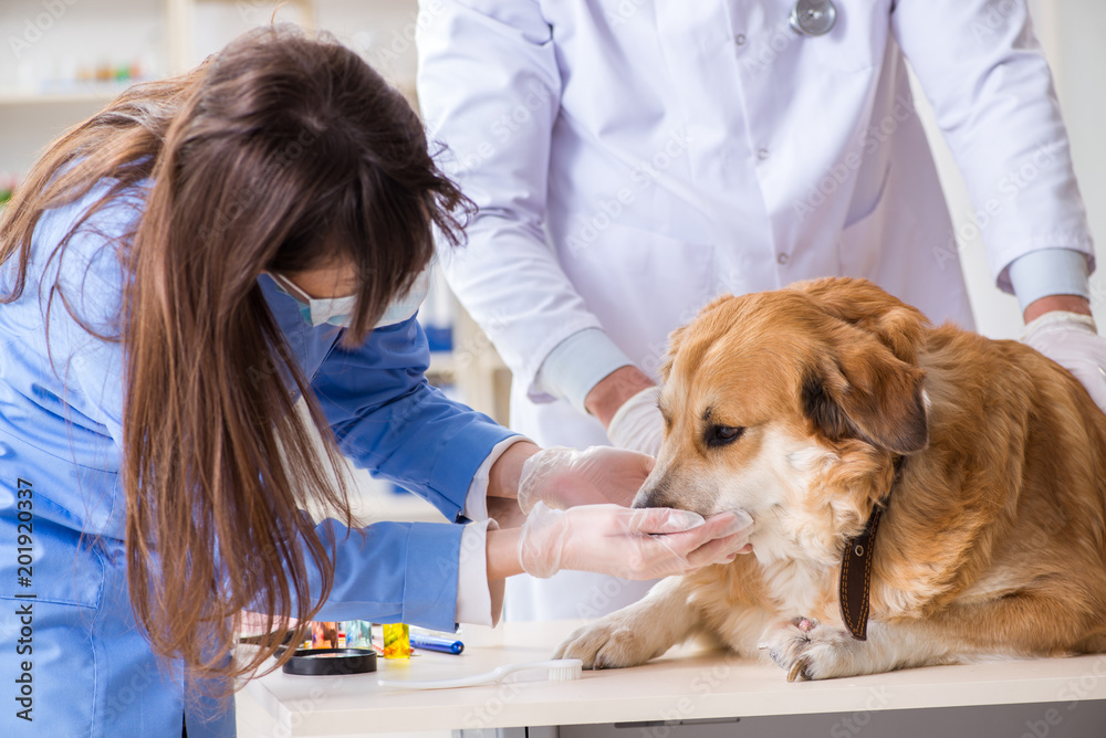 Doctor and assistant checking up golden retriever dog in vet cli Doctor and assistant checking up golden retriever dog in vet cli