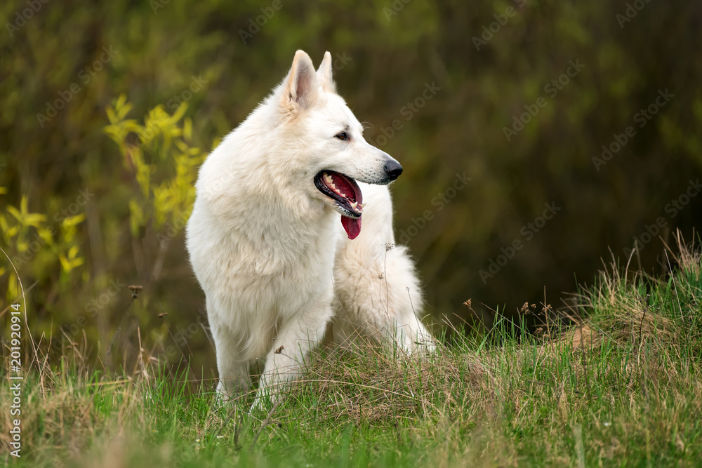 Berger Blanc Suisse White german shepherd Berger Blanc Suisse White german shepherd