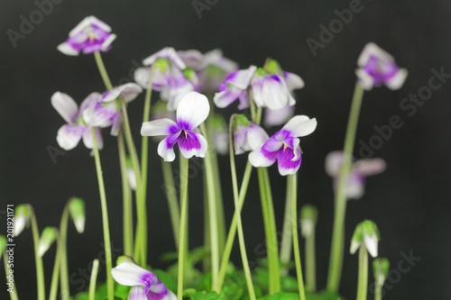 The violet Viola hederacea from Australia.