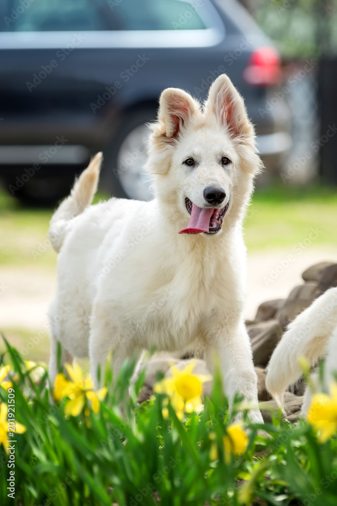 Berger Blanc Suisse White german shepherd poppy Berger Blanc Suisse White german shepherd poppy