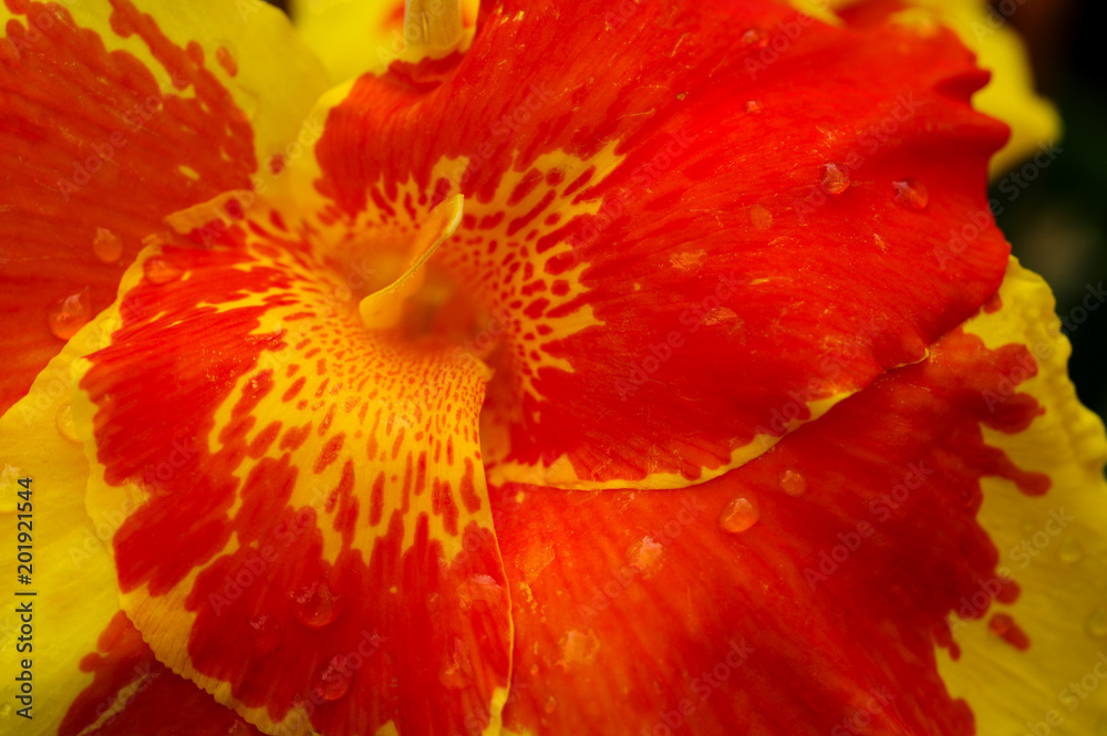 Hibiscus close-up in Catarata Rio Fortuna Butterfly Garden in La Fortuna, Costa Rica. Hibiscus close-up in Catarata Rio Fortuna Butterfly Garden in La Fortuna, Costa Rica.