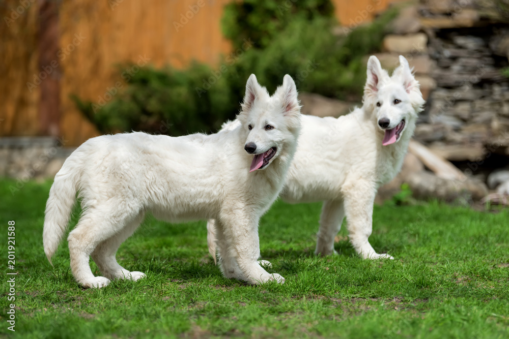 Berger Blanc Suisse White german shepherd poppy Berger Blanc Suisse White german shepherd poppy