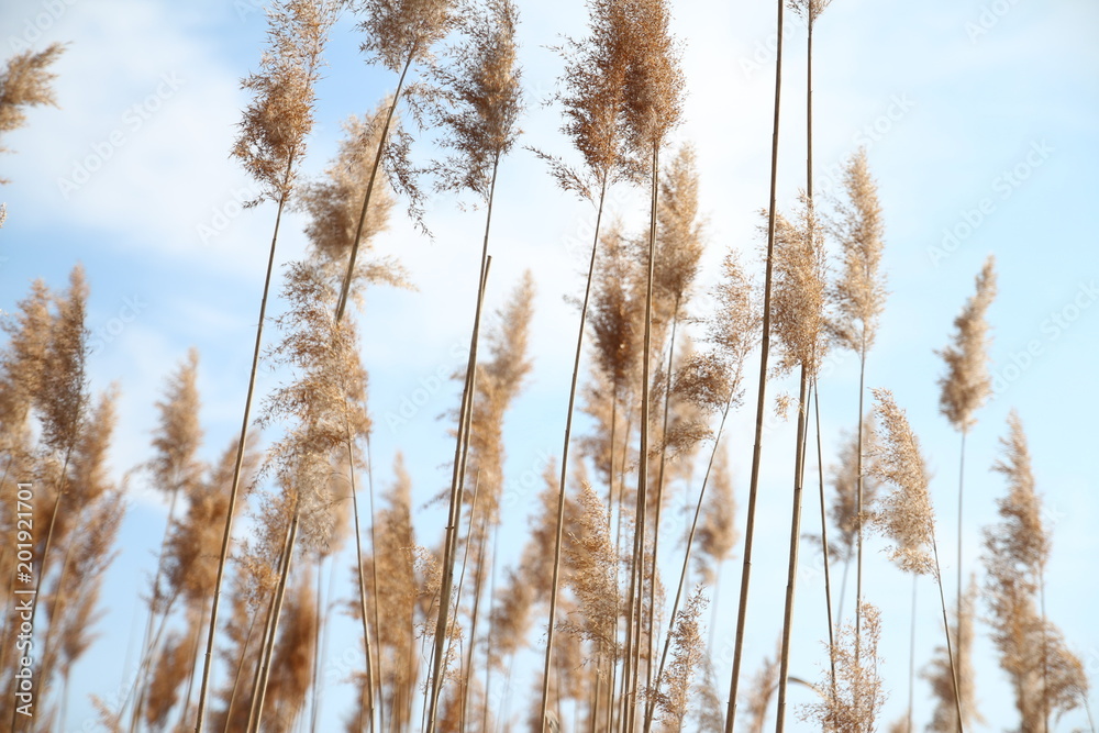 Fototapeta premium Schilf