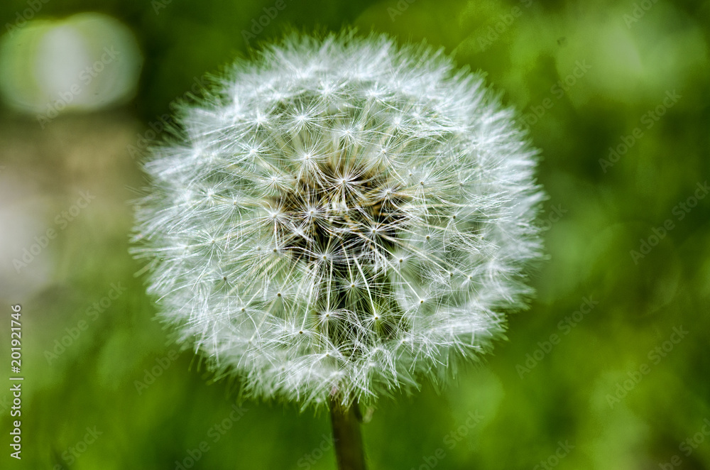 Obraz premium Dente di leone macro