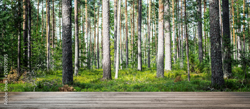 Beautiful wild forest