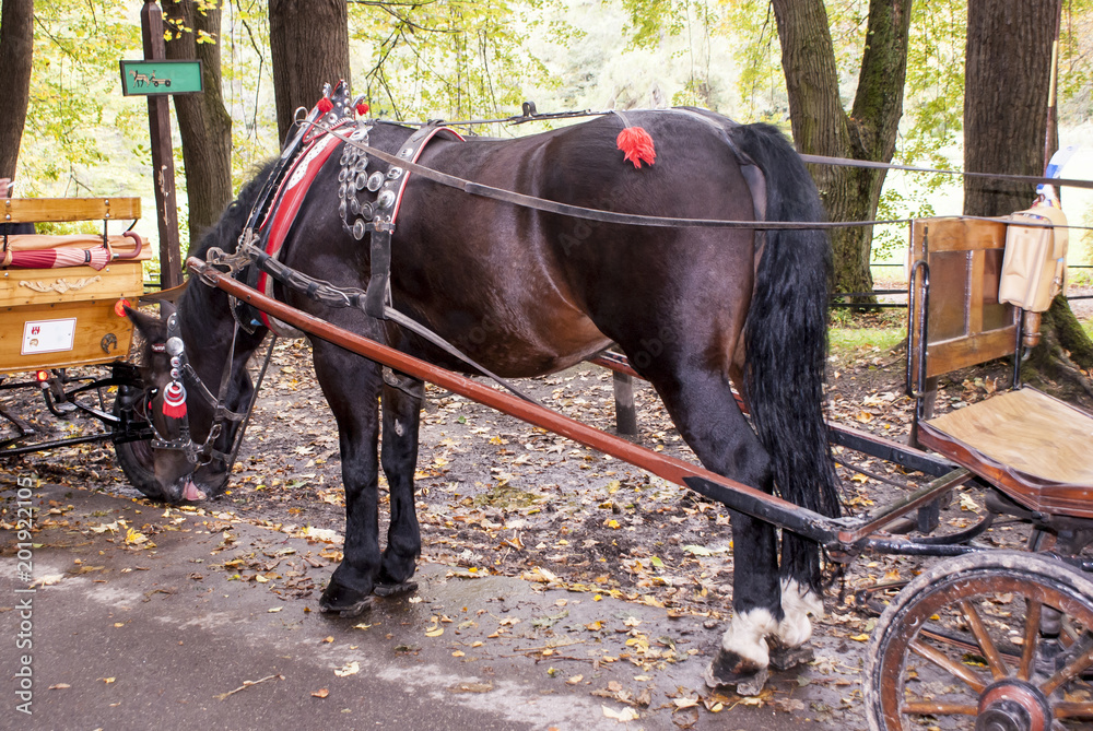 Horse with a carriage for walks