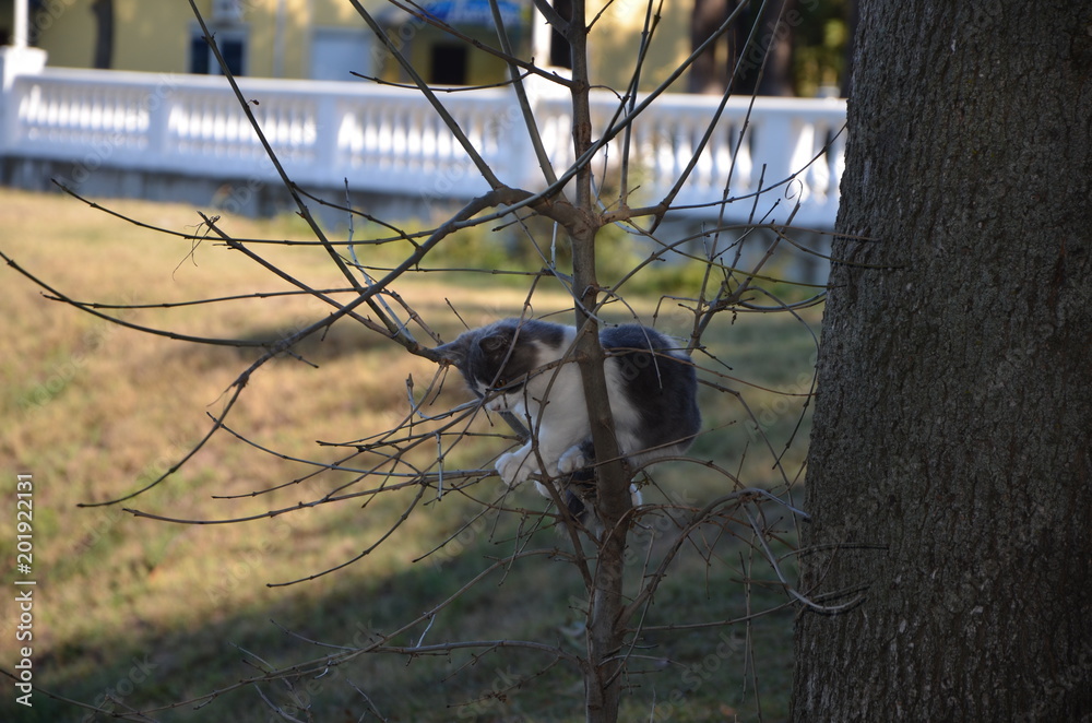 Obraz premium Cat black and white sits on the branches of a tree in the shade on a background of yellow grass