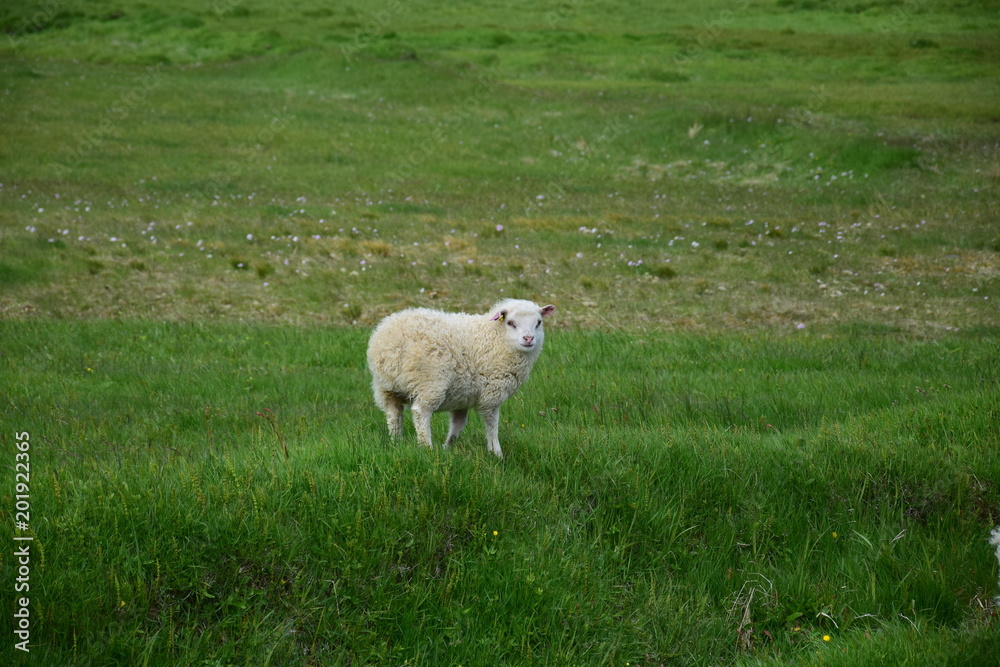 A lamb on the peninsula Vatnsnes in Iceland A lamb on the peninsula Vatnsnes in Iceland
