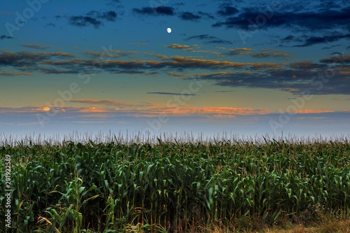 Pole kukurydzy po zachodzie słońca z księżycem na niebie