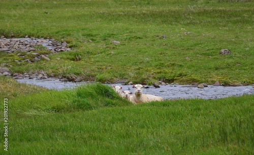 A sheep with two lambs lying in the grass on the peninsula Vatnsnes in Iceland photo