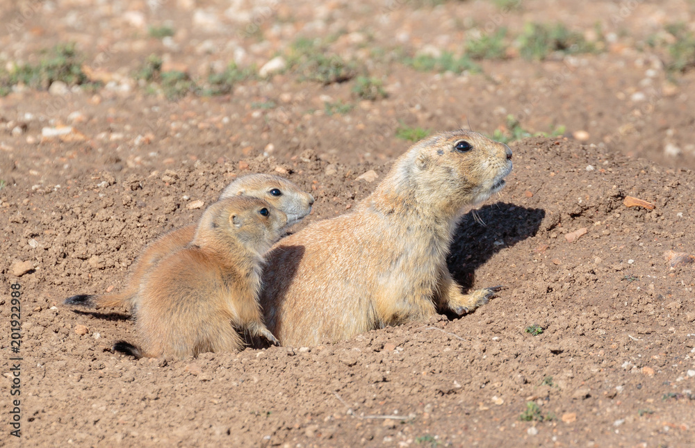 Baby Prairie Dogs huddle close to their mother. Baby Prairie Dogs huddle close to their mother.