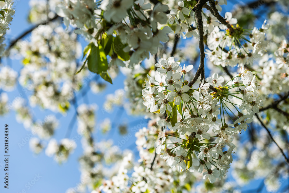 Kirschblüten im Frühling