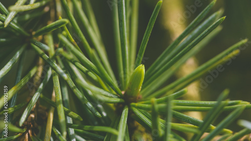 Close up of Cedrus Atlantica B, Glauca Pendula family Pinaceae, Shallow Depth of Field Spring 2018 Nature Macro Photography