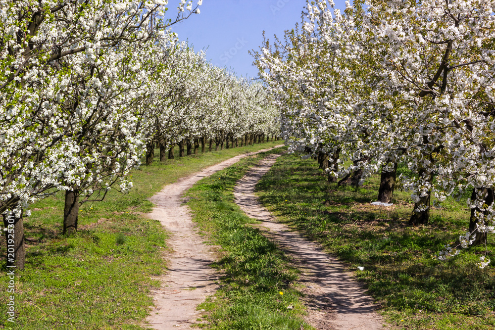 Alley flowering fruit trees in an orchard in spring Alley flowering fruit trees in an orchard in spring