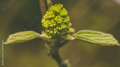 Close up of Fothergilla Major D family Hamamelidaceae, also known as Witch Alder, Shallow Depth of Field Spring 2018 Nature Macro Photography