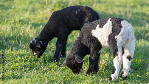 Two Little Sheeps