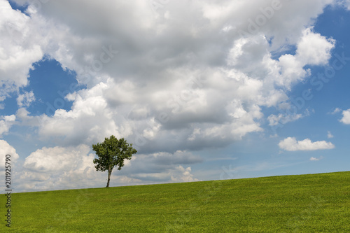 Beautiful field and tree against a blue sky; Concept for nature in the summer time