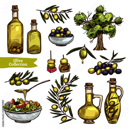 Hand Drawn Color Olive Oil Collection With Sketch Olive Tree, Olive Branches And Olive Bottles