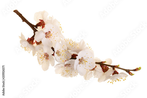 Fototapeta Naklejka Na Ścianę i Meble -  Branch with apricot flowers isolated on white background. Top view. Flat lay