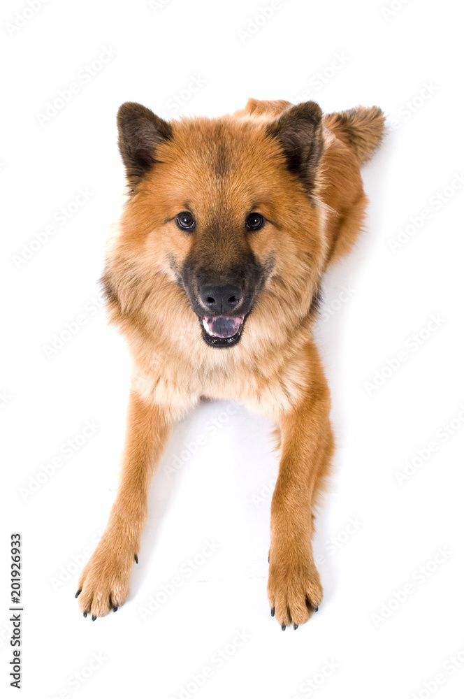 Fototapeta premium Liegender Eurasier isoliert auf weißem Hintergrund