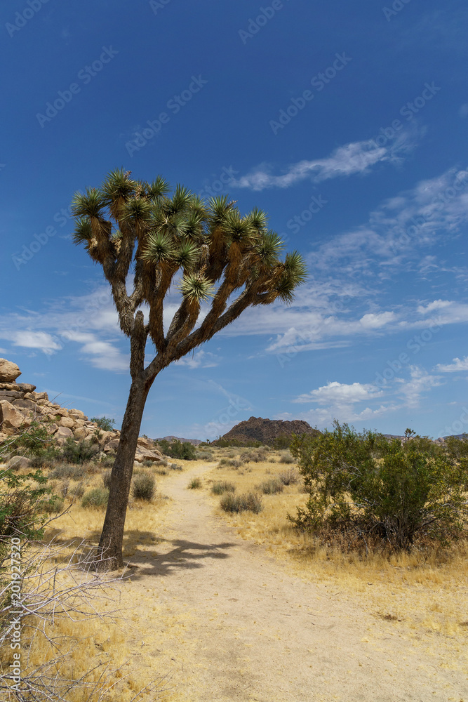 Joshua Tree