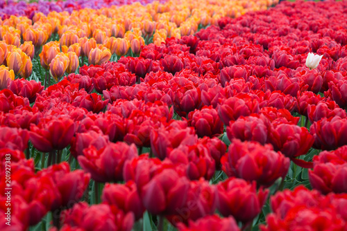 Fototapeta Naklejka Na Ścianę i Meble -  Blooming red flowers in park. Netherlands, Europe
