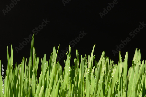 Green wheat grass with water drops on black background