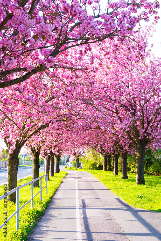 Kirschblüte - Sakura mit Radweg