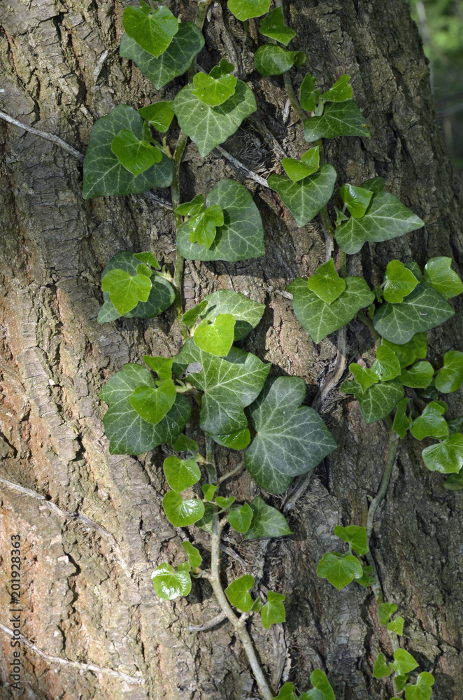 Obraz premium efeu an baumrinde