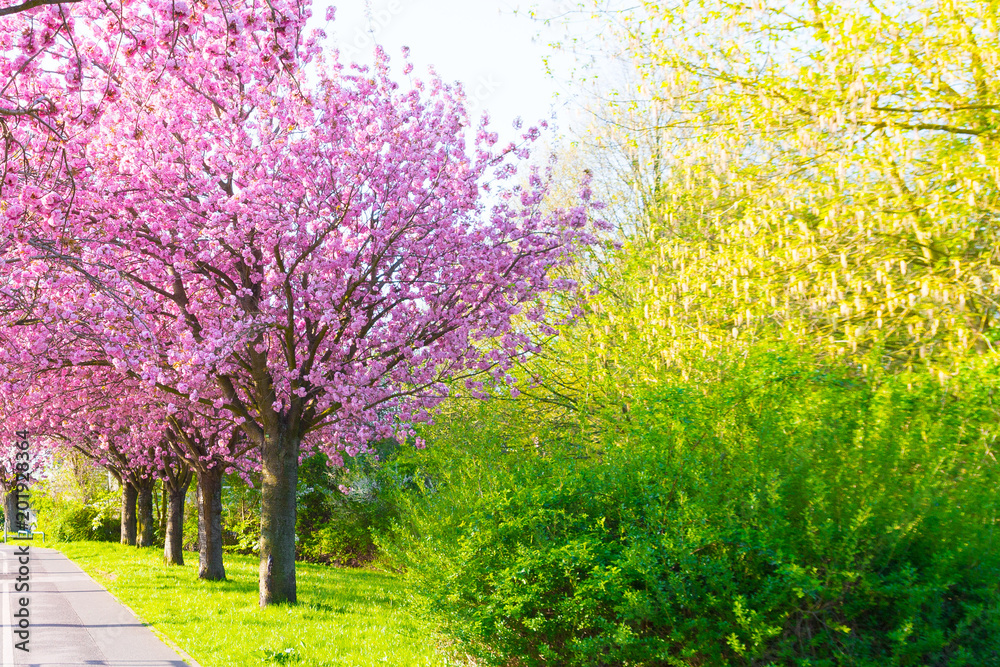 Naklejka premium Kirschblüte - Sakura