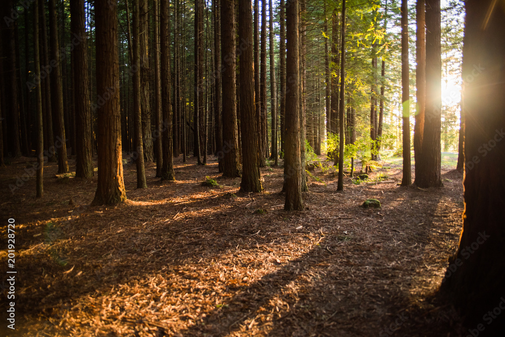Redwoods forest with the sun shining through in Rotorua, New Zealand. Redwoods forest with the sun shining through in Rotorua, New Zealand.