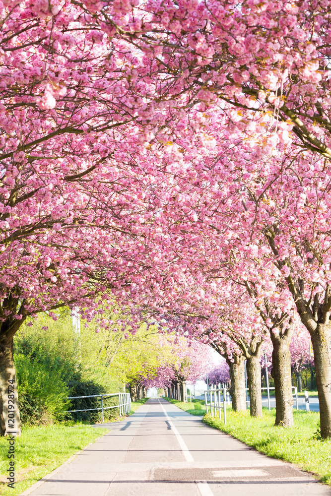 Kirschblüte - Sakura