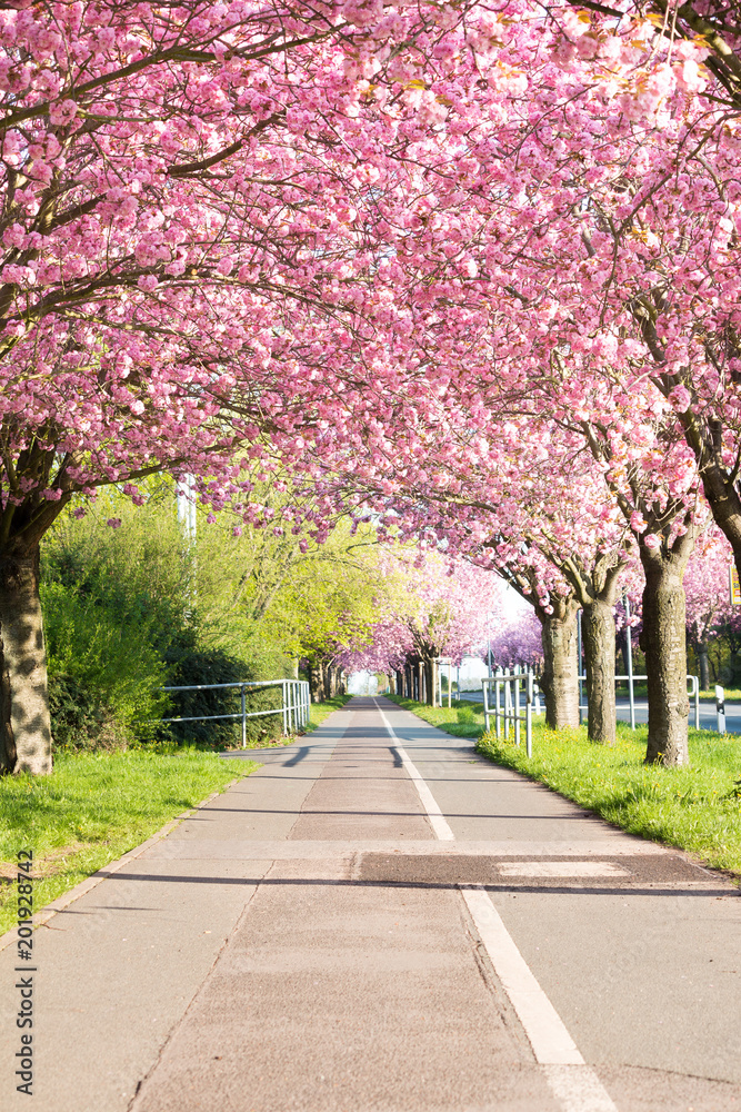 Kirschblüte - Sakura mit Radweg