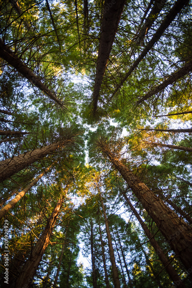 Fototapeta premium Upward view of redwood trees in Rotorua, New Zealand. 