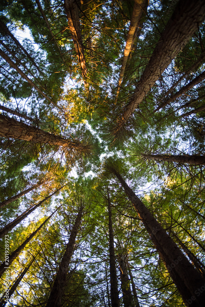 Fototapeta premium Upward view of redwood trees in Rotorua, New Zealand. 