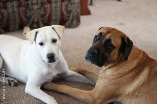 Best Friends / Two Dogs a Mastiff and Labrador Retriever 