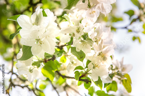 spring  Apple blossom