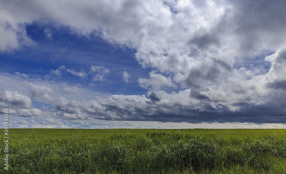 Riot of fresh spring grass and clouds Riot of fresh spring grass and clouds