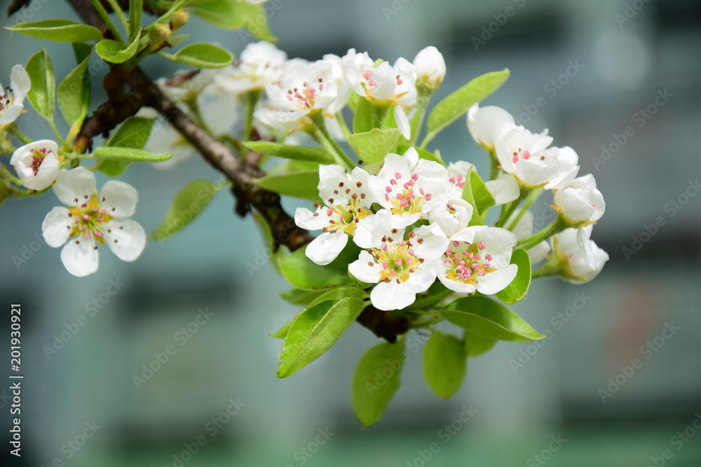 Blüten der Birne mit Regentropfen Blüten der Birne mit Regentropfen