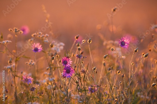 Meadow in late sunlight © Gudellaphoto