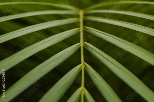 An exotic Areca palm plant leaves close-up picture