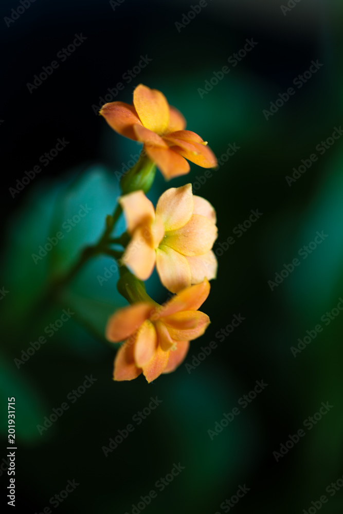 Fototapeta premium orangene blume