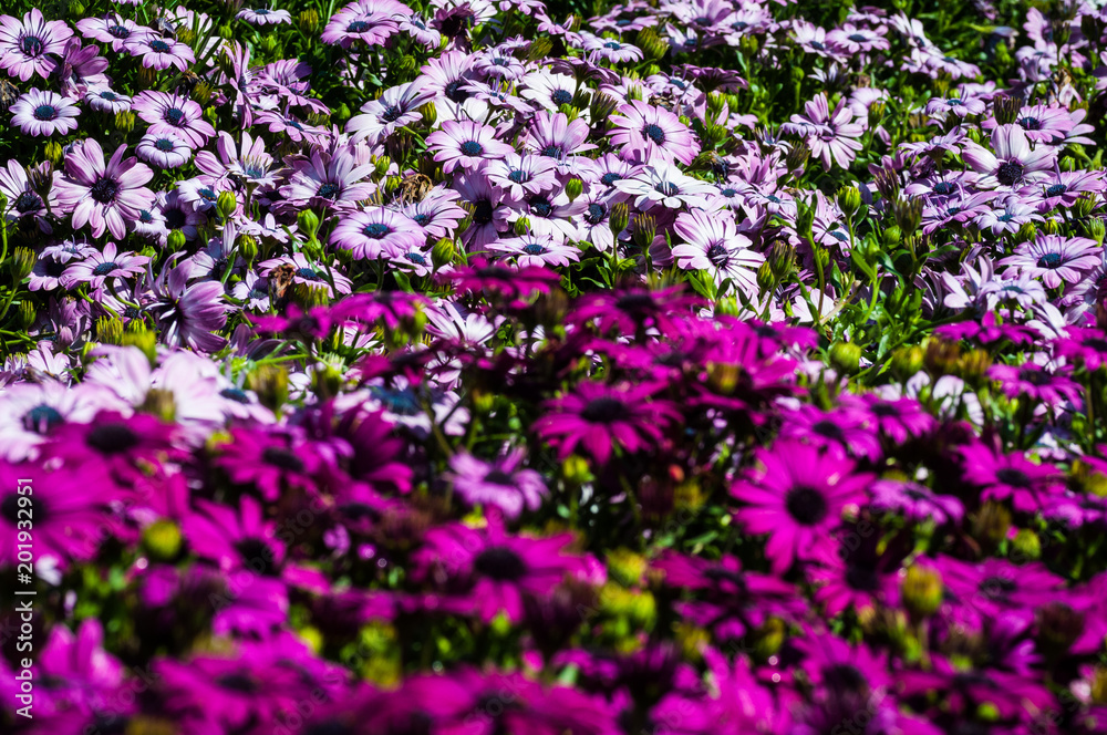 Fiore astro rosa viola simile margherita Fiore astro rosa viola simile margherita