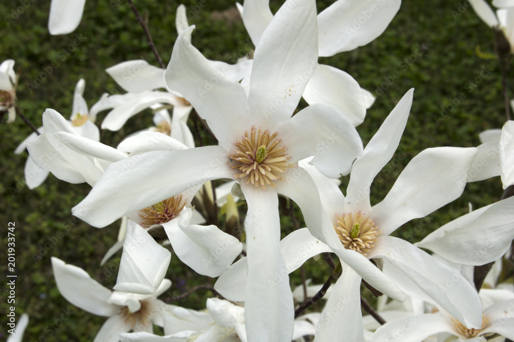 Close up of the star magnolia. Also called the Magnolia (Buergeria) stellata Close up of the star magnolia. Also called the Magnolia (Buergeria) stellata