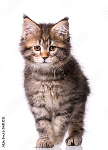 Maine Coon kitten 2 months old. Cat isolated on white background. Portrait of beautiful domestic black tabby kitty.