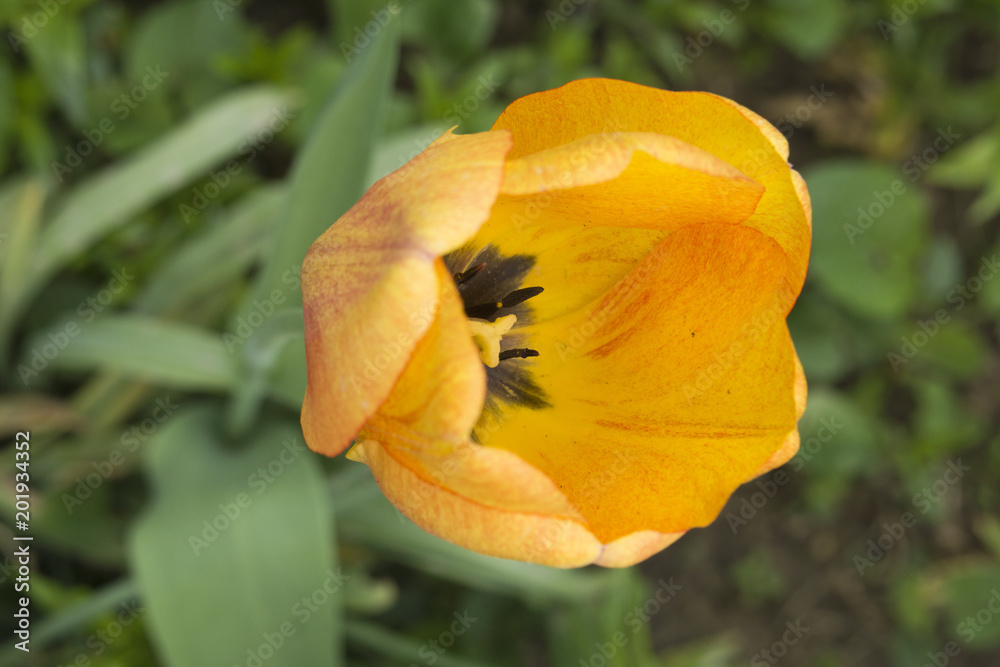 Close up of a yellow tulip in the garden seen from above Close up of a yellow tulip in the garden seen from above