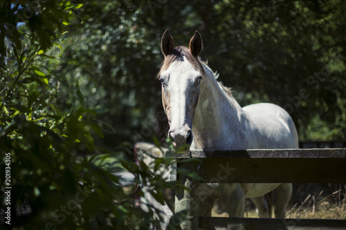 BlueEyed Horse © Zippy Lomax