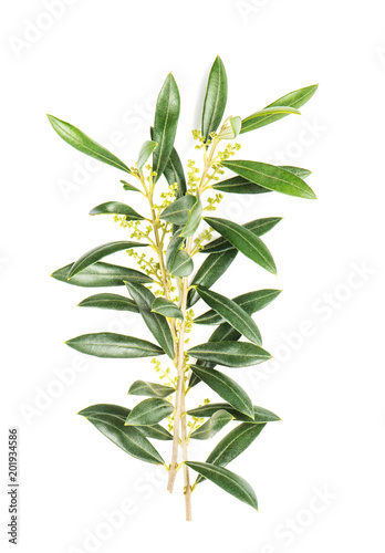 Green leaves olive tree isolated white background